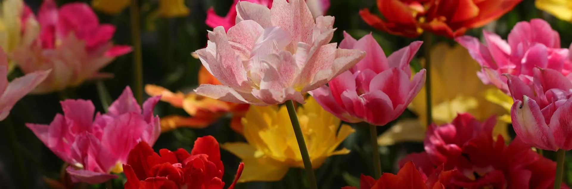 Beautiful Bulbs - Fullerton