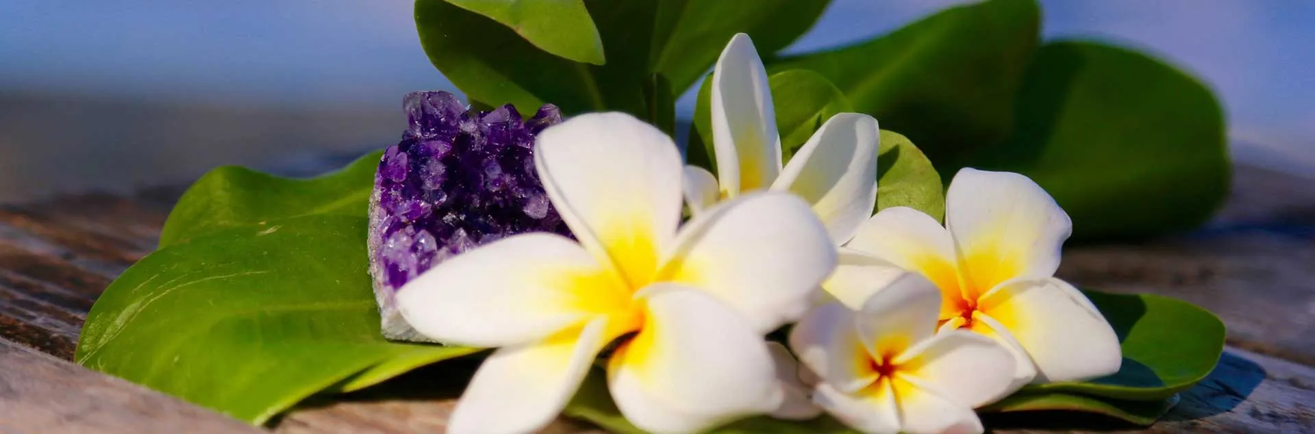 [PODCAST] Plumeria