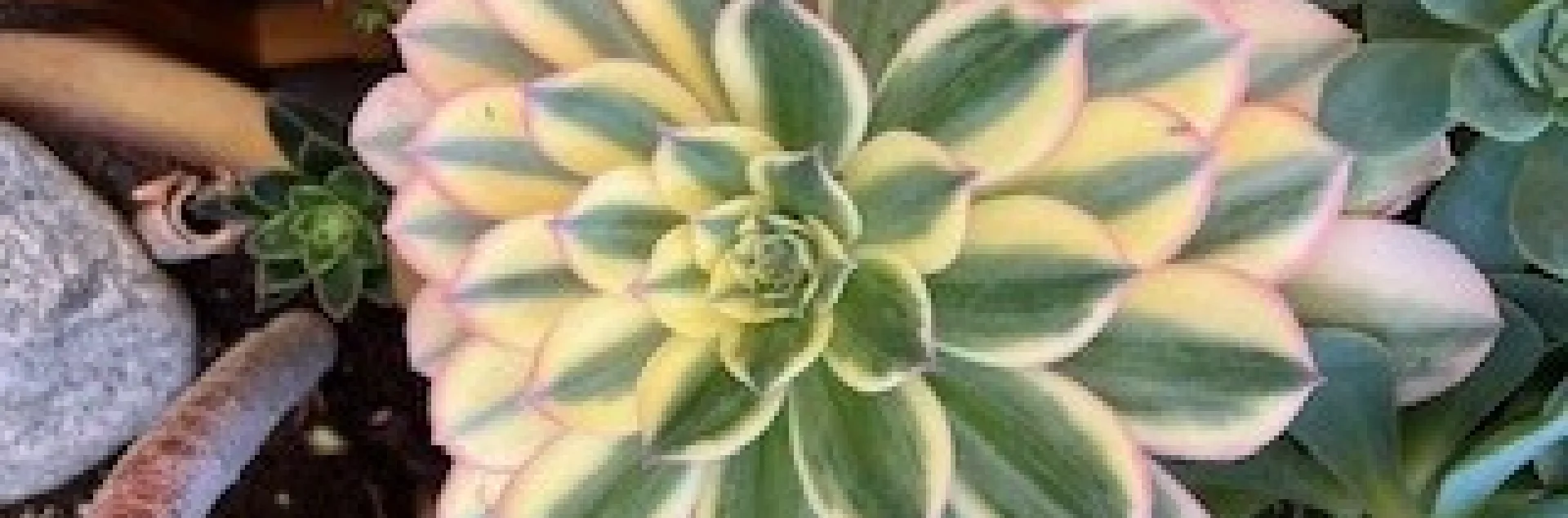 Aeonium