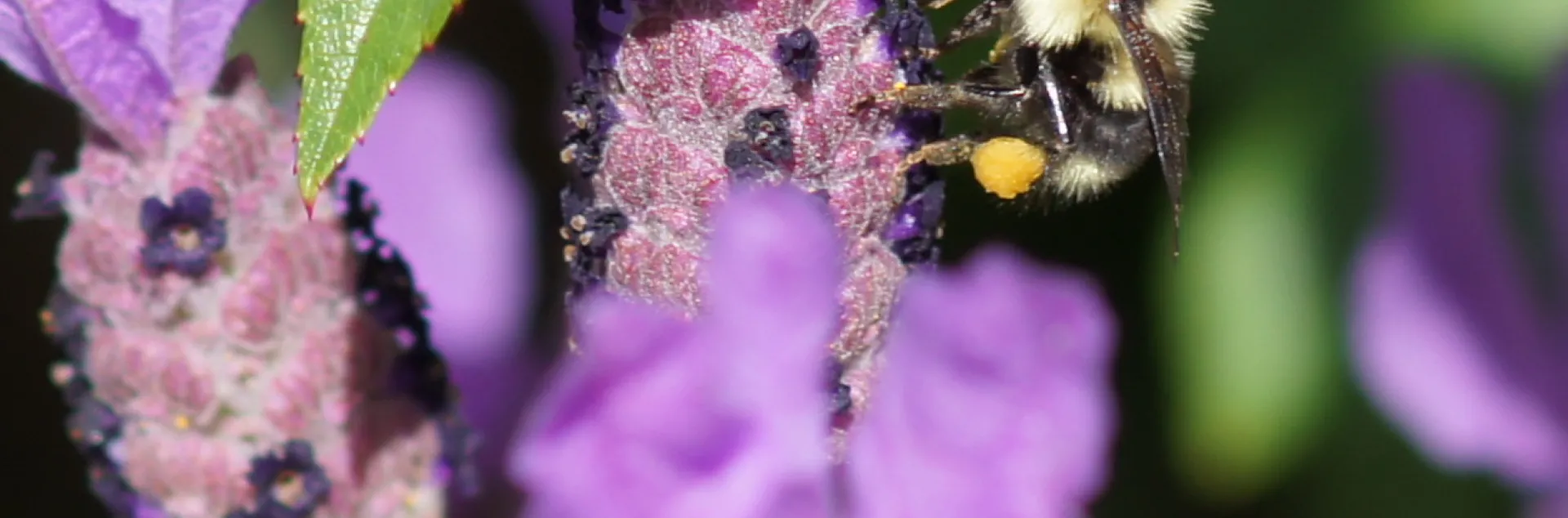 bumble bee on purple spanish lavender