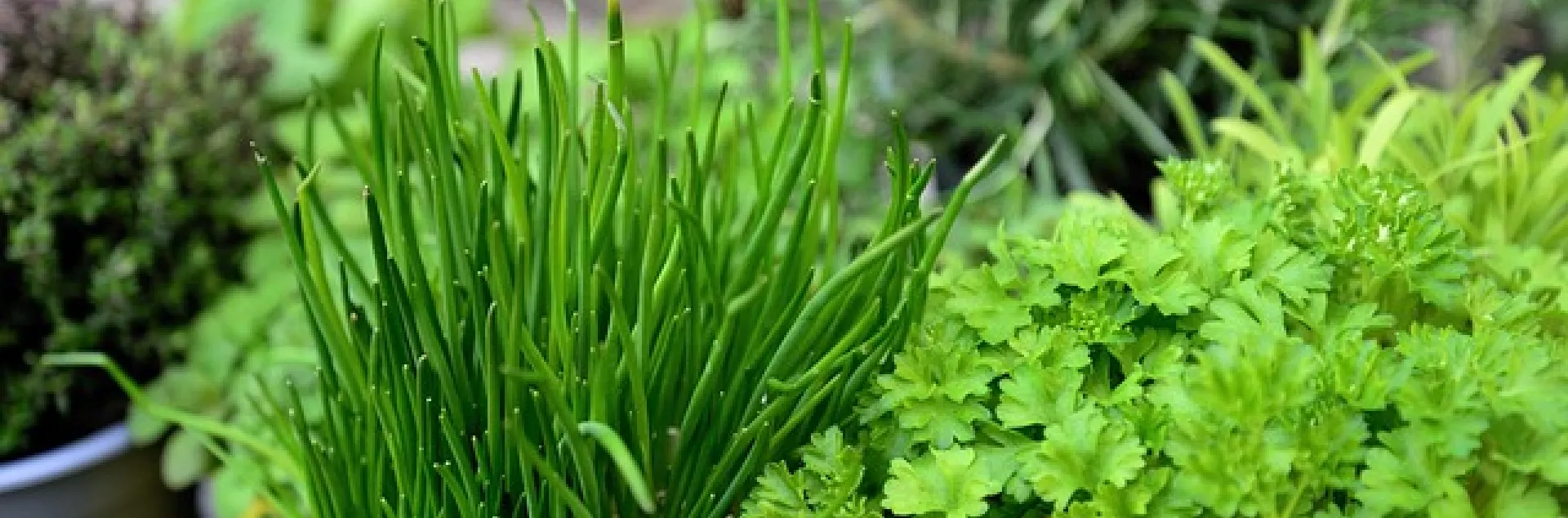 Herbs courtesy of Pixabay