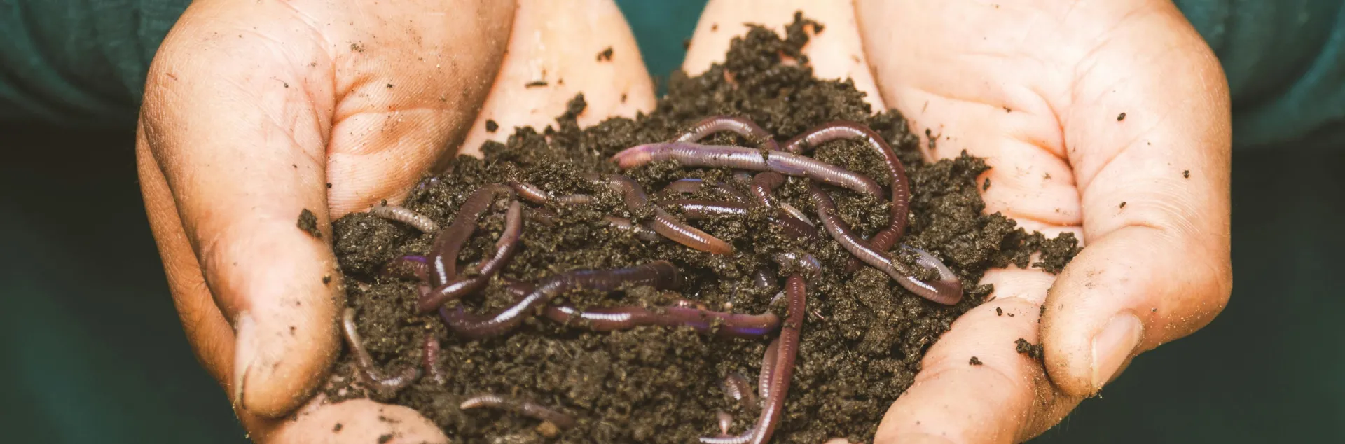 two hands holding soil and worms