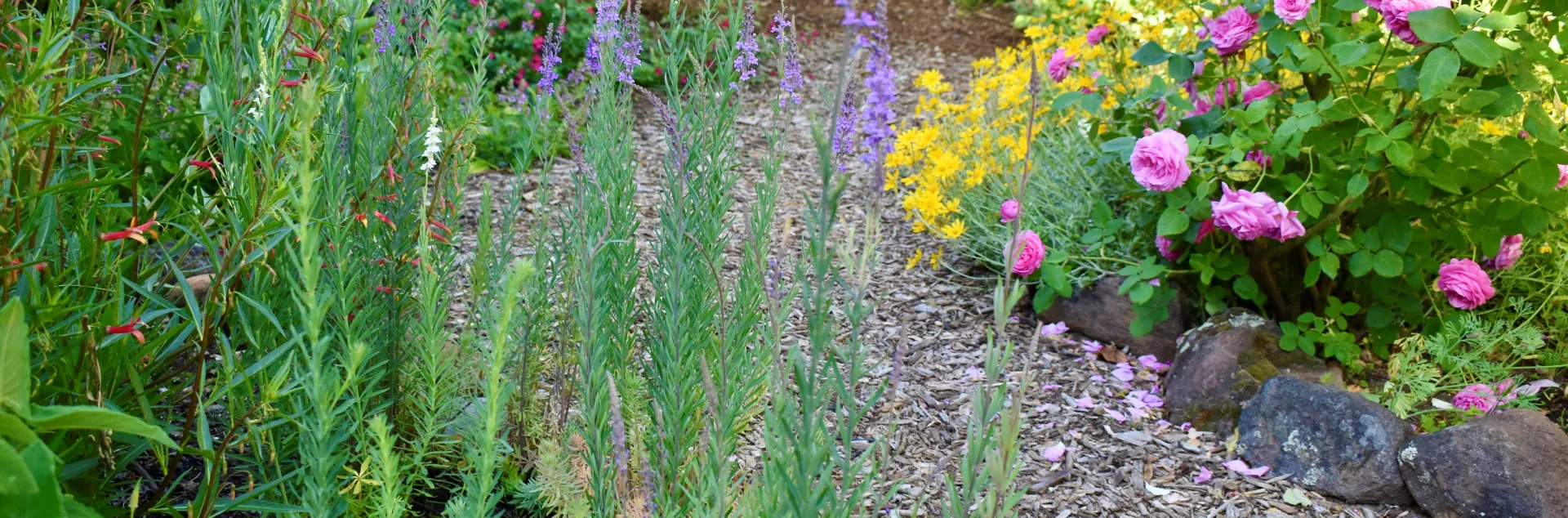 20 great plants for Marin