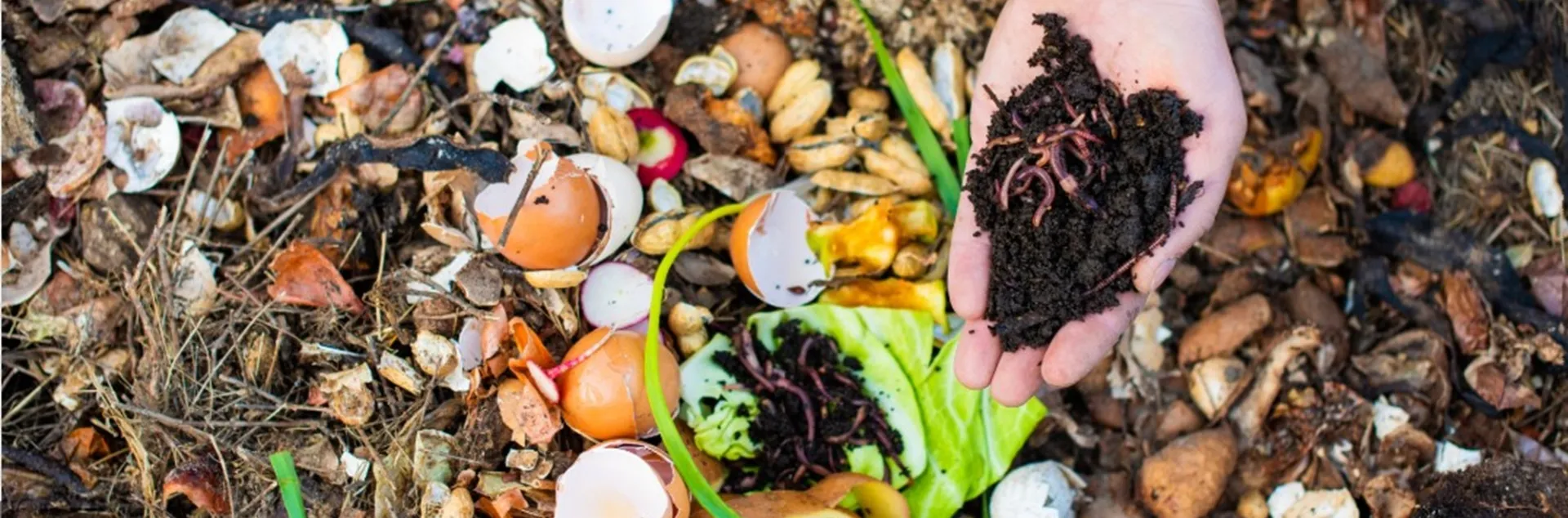 Learn the basics of composting and worm bins for home gardeners