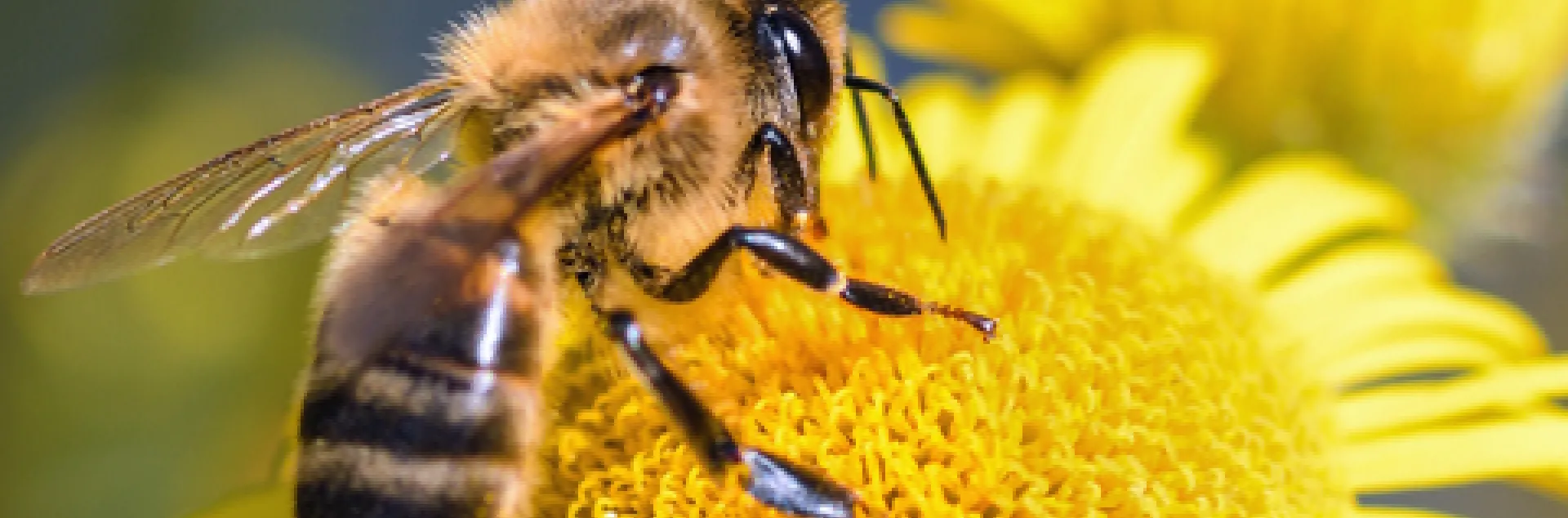 Honey bee on a yellow flower