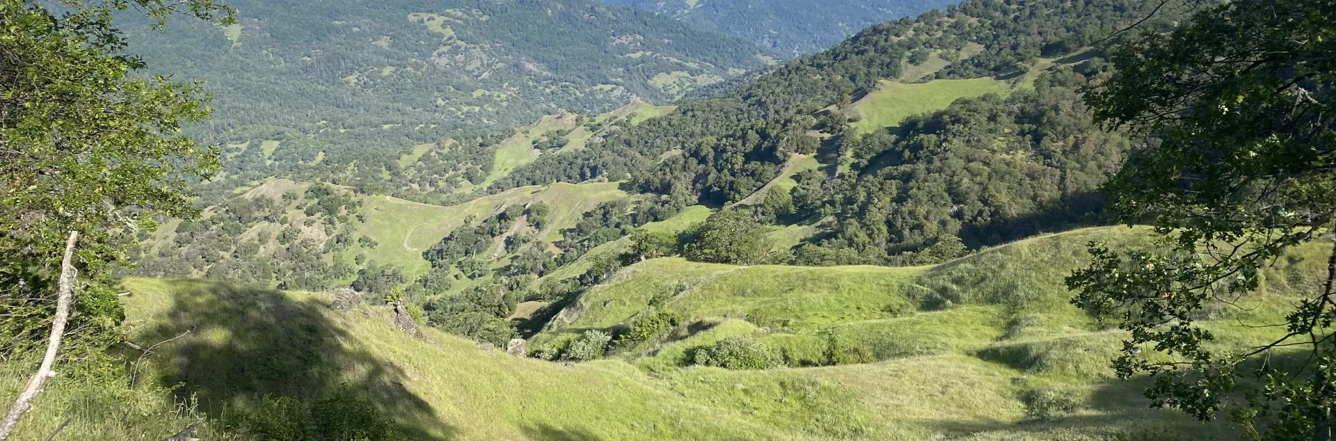 Mendocino Oak Woodland Spring