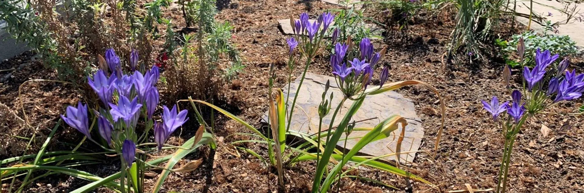 California Natives -Anaheim