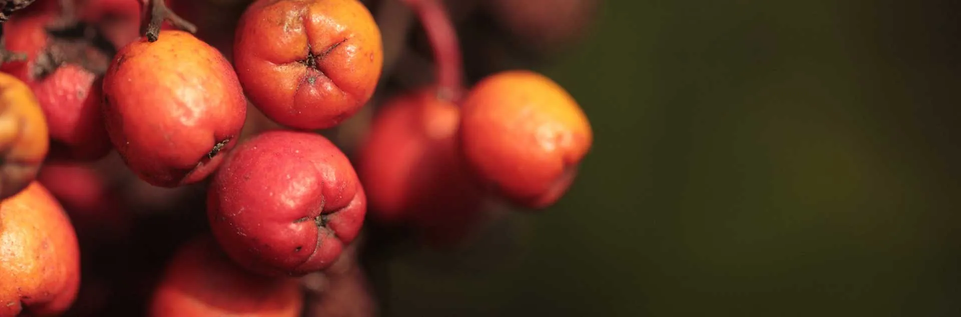 California Natives - Anaheim