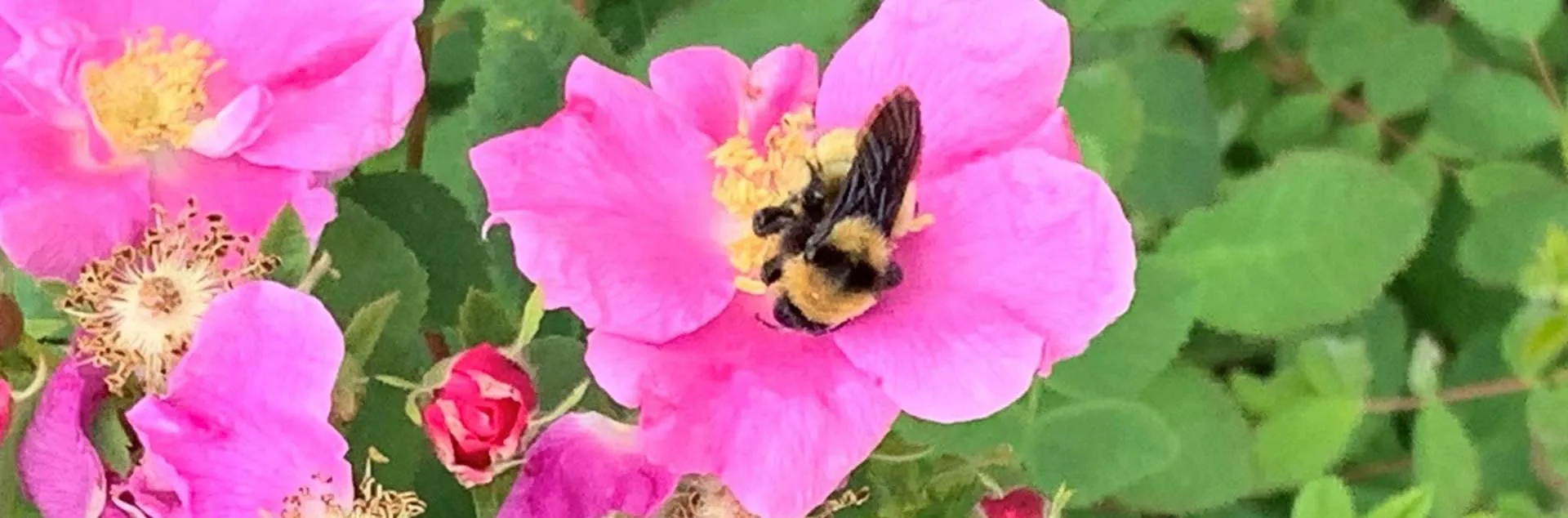 California Natives - Laguna Woods