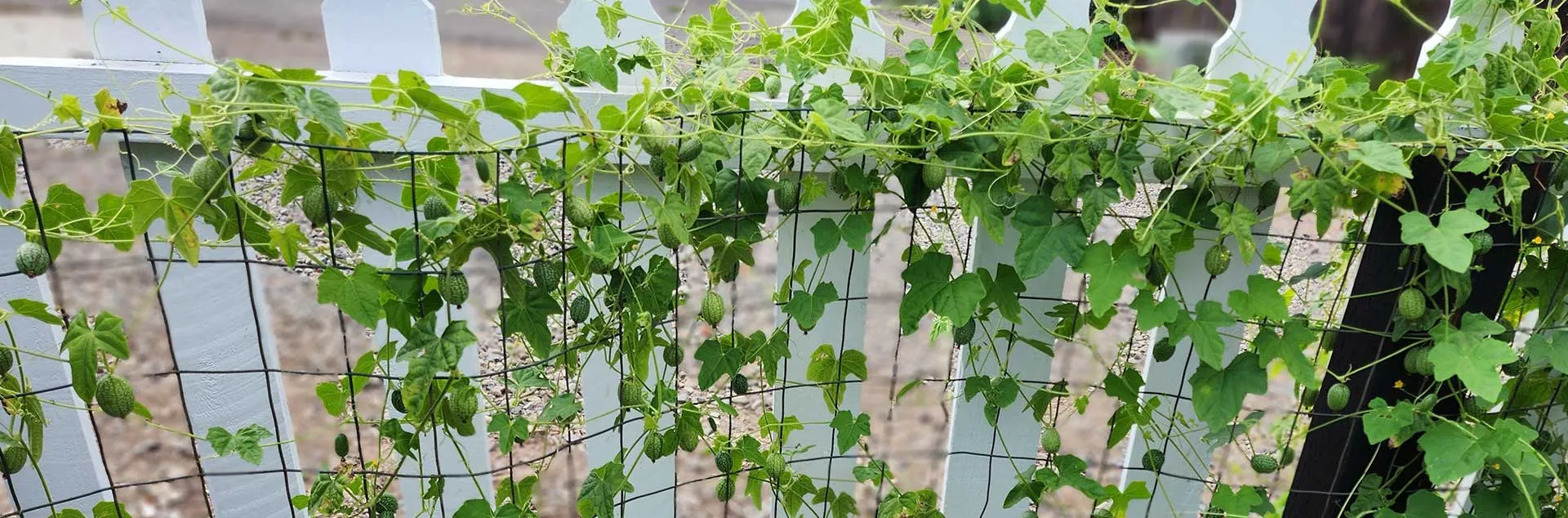 [PODCAST] Vertical Gardens