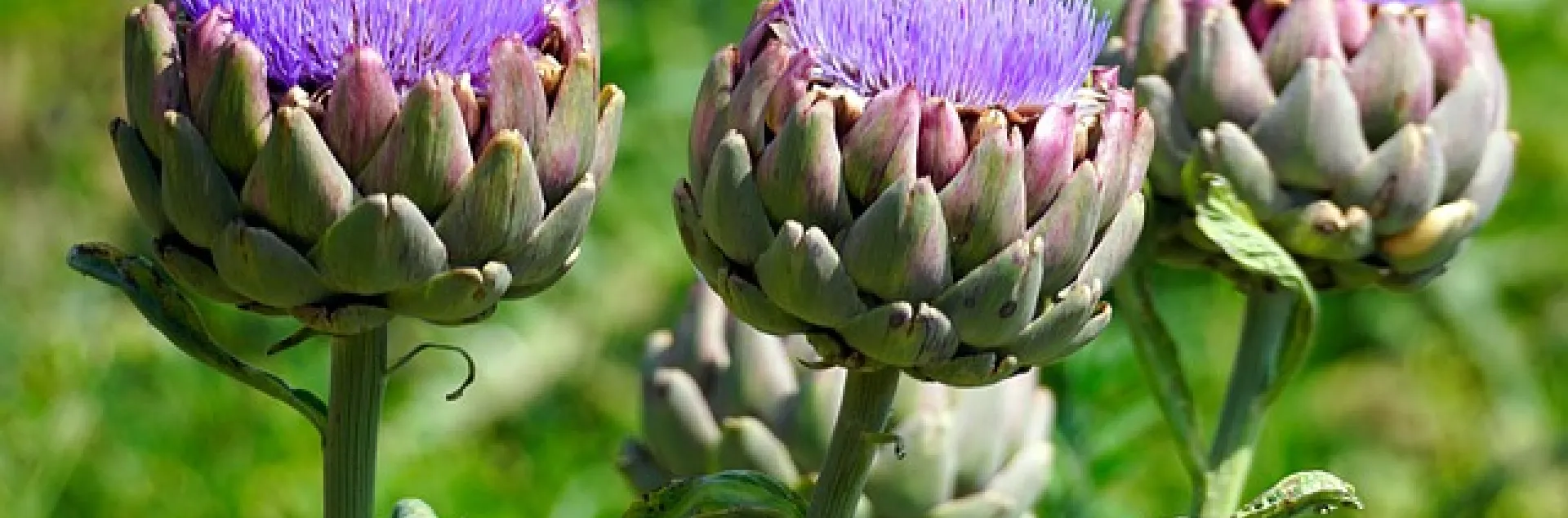 Artichokes/Pixabay