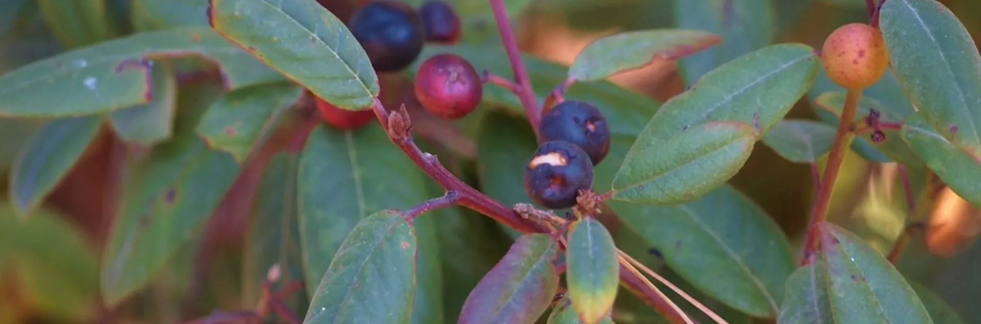Coffee Berry California native plant