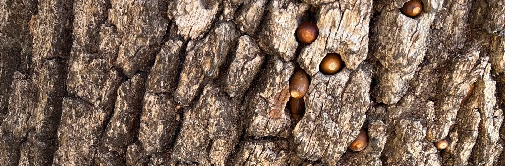 granary oak 1