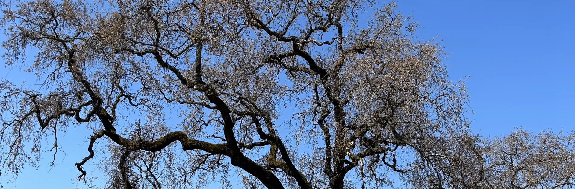 MOB infested valley oak