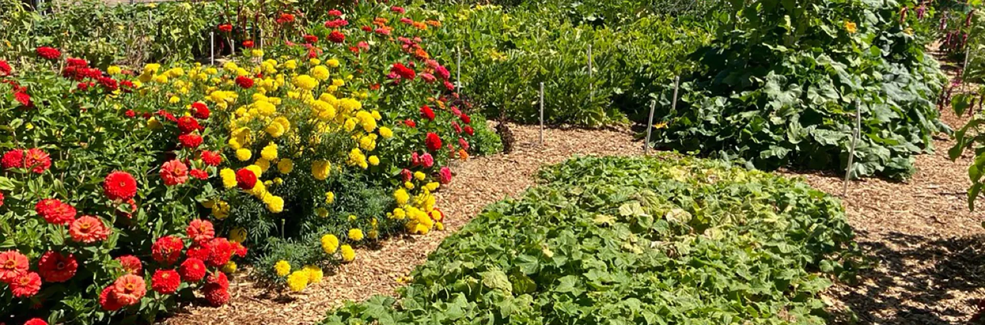 Our Garden in Walnut Crek, photo courtesy by Greg Letts