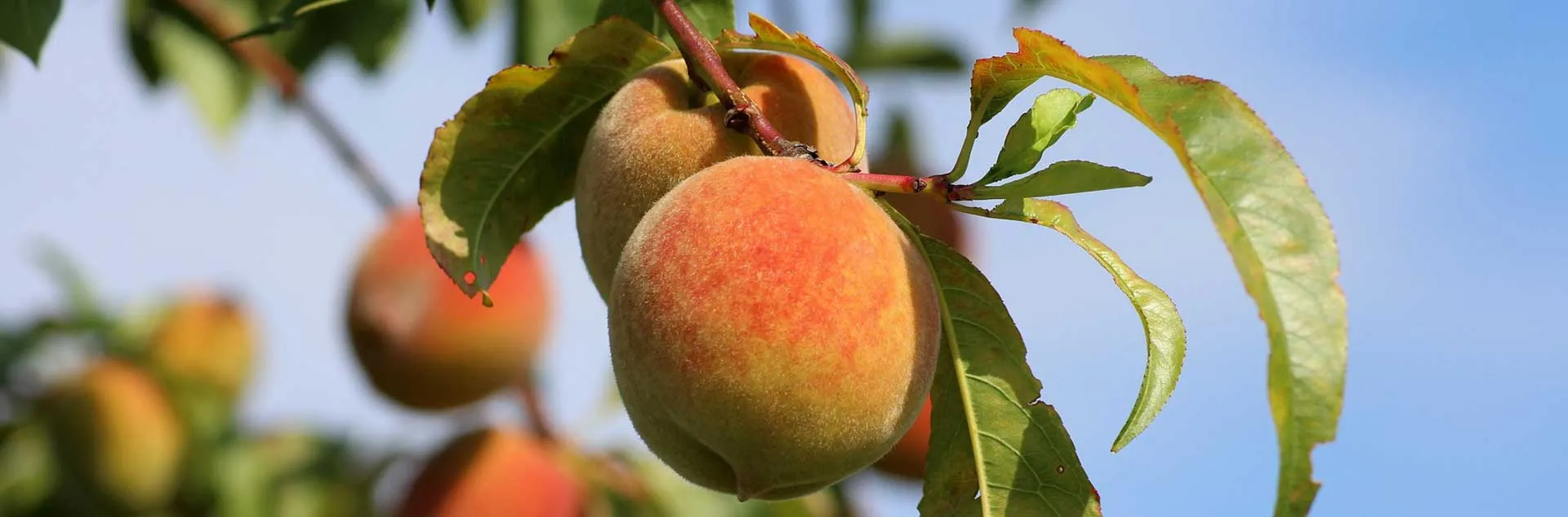 Your Backyard Orchard - Santa Margarita Water