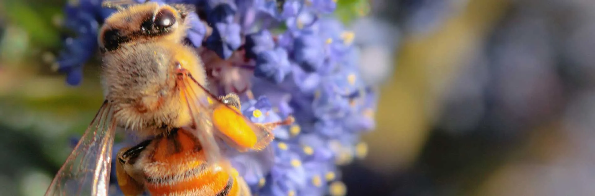 California Natives in Your Garden - Irvine