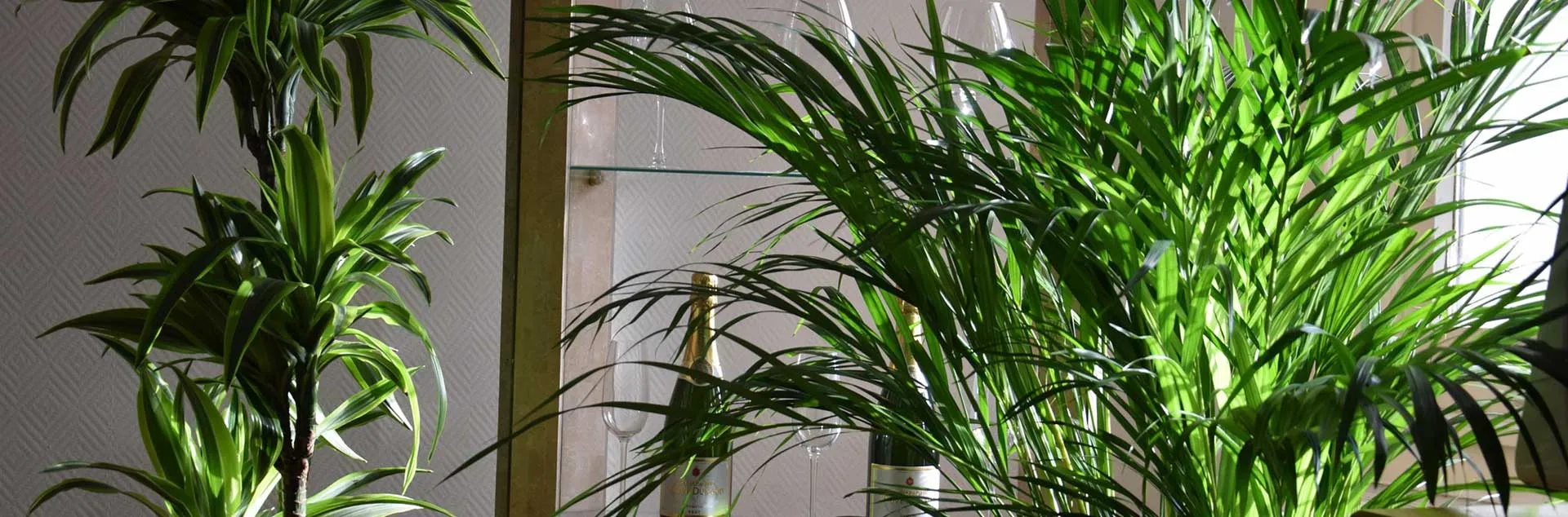 Indoor Plants - Laguna Beach