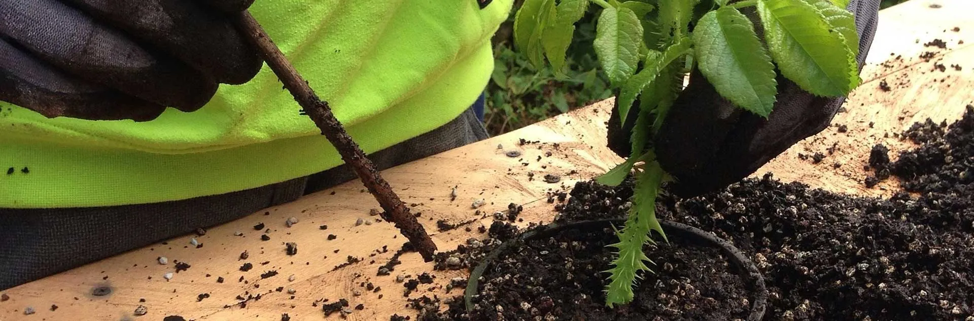 Pass Down Plants - Laguna Niguel