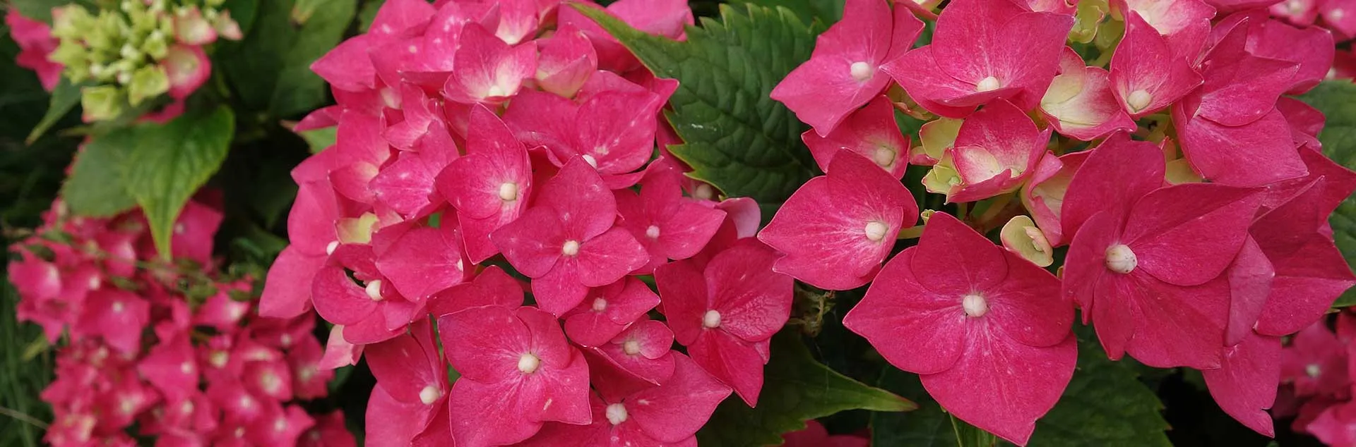 Shade Gardens - Laguna Woods