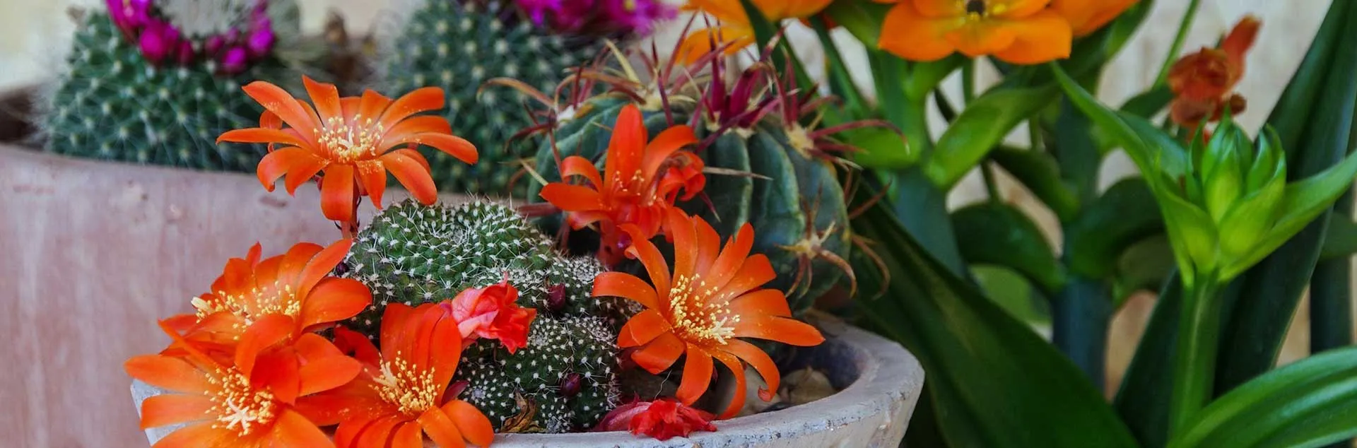 Simply Succulents - Anaheim