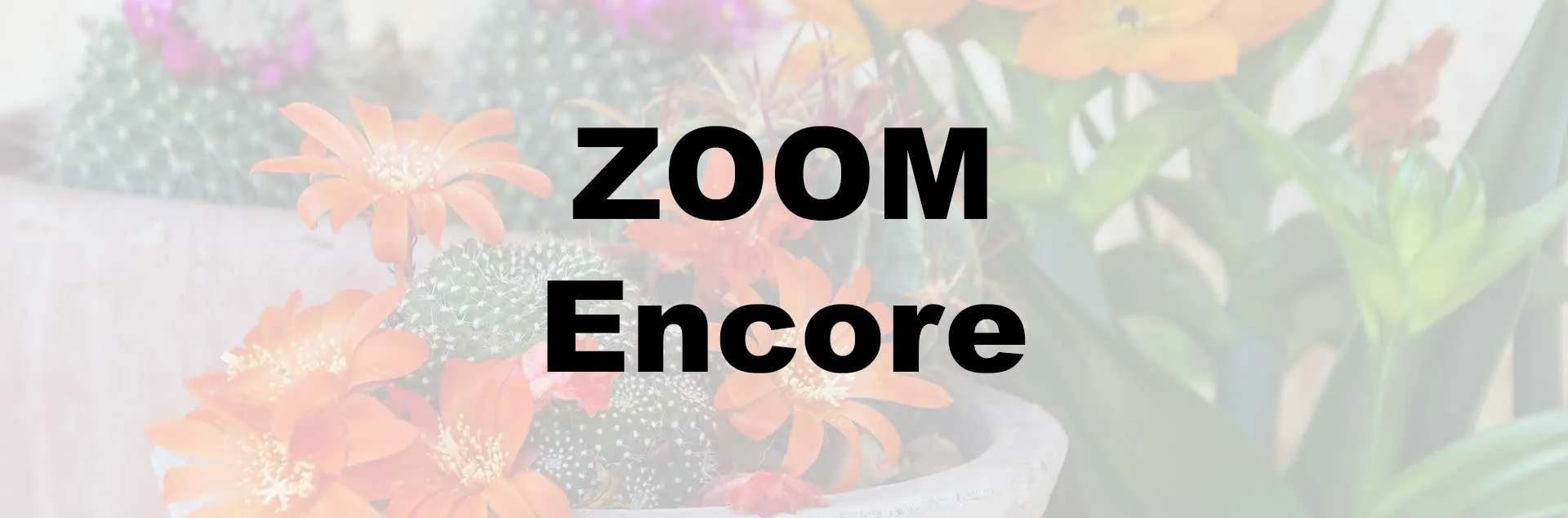 Simply Succulents - Zoom Encore