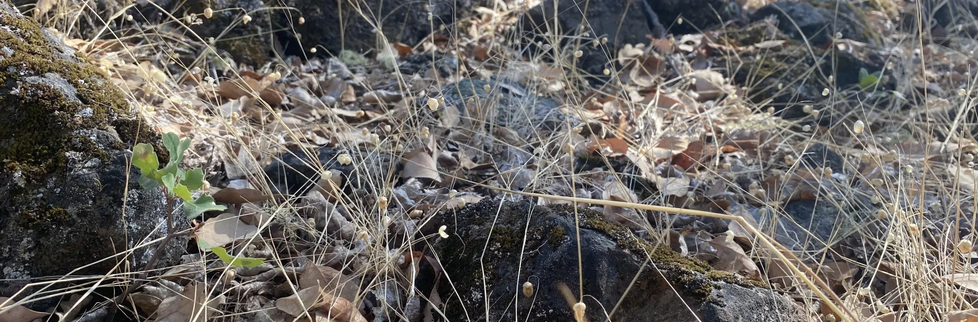 blue oak seedling