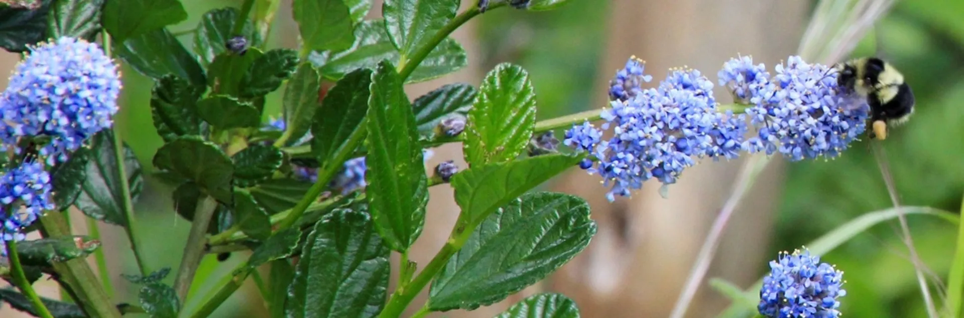 learn how to garden with california native plants