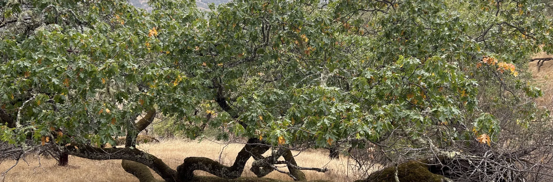 oak growing on the ground