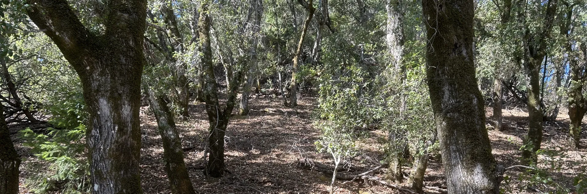 oak woodland