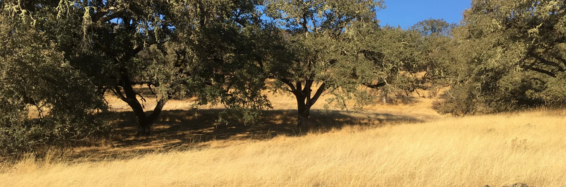 oak_woodlands_1