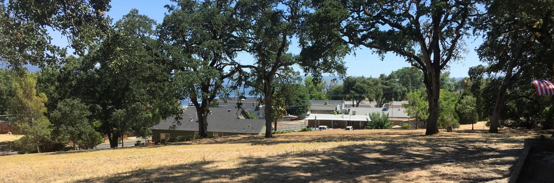 oaks in the urban forest