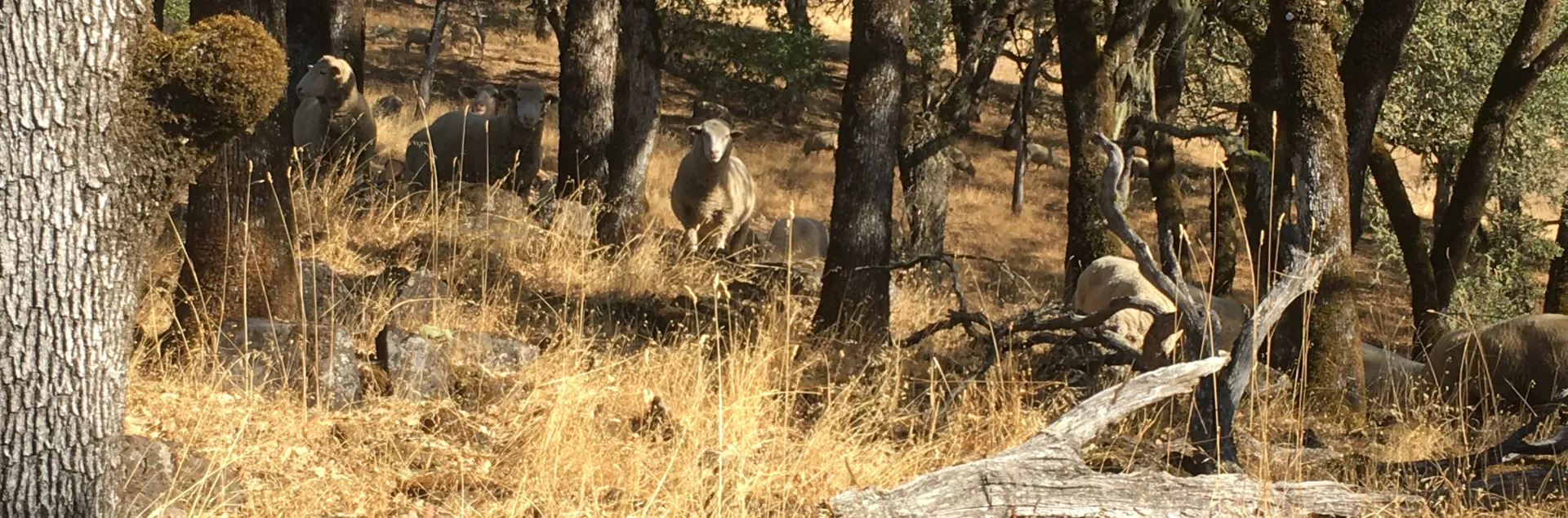 sheep in oak woodlands