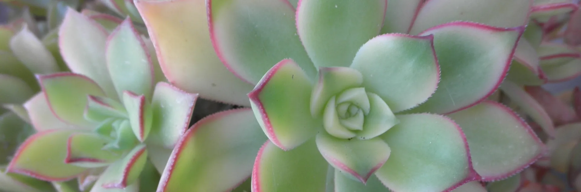 Master Gardener succulent sale Sept 2025