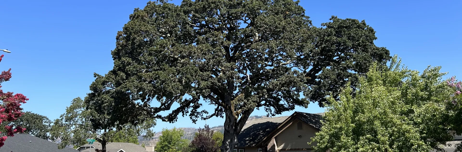 urban_oak_1.3