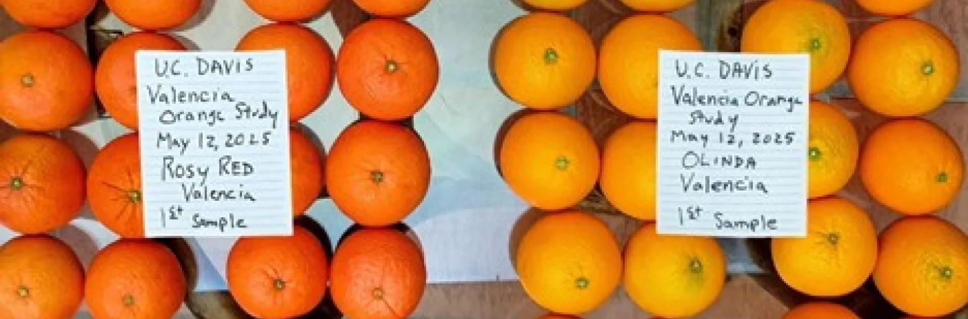 Olinda versus Rosy Red Valencia