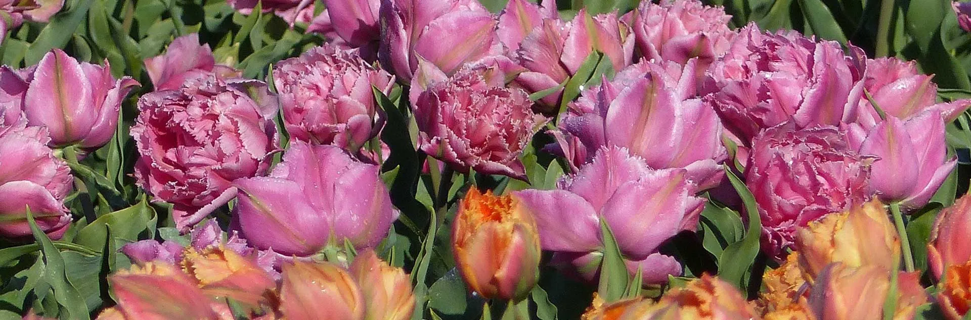 Beautiful Bulbs Made Easy - Mission Viejo