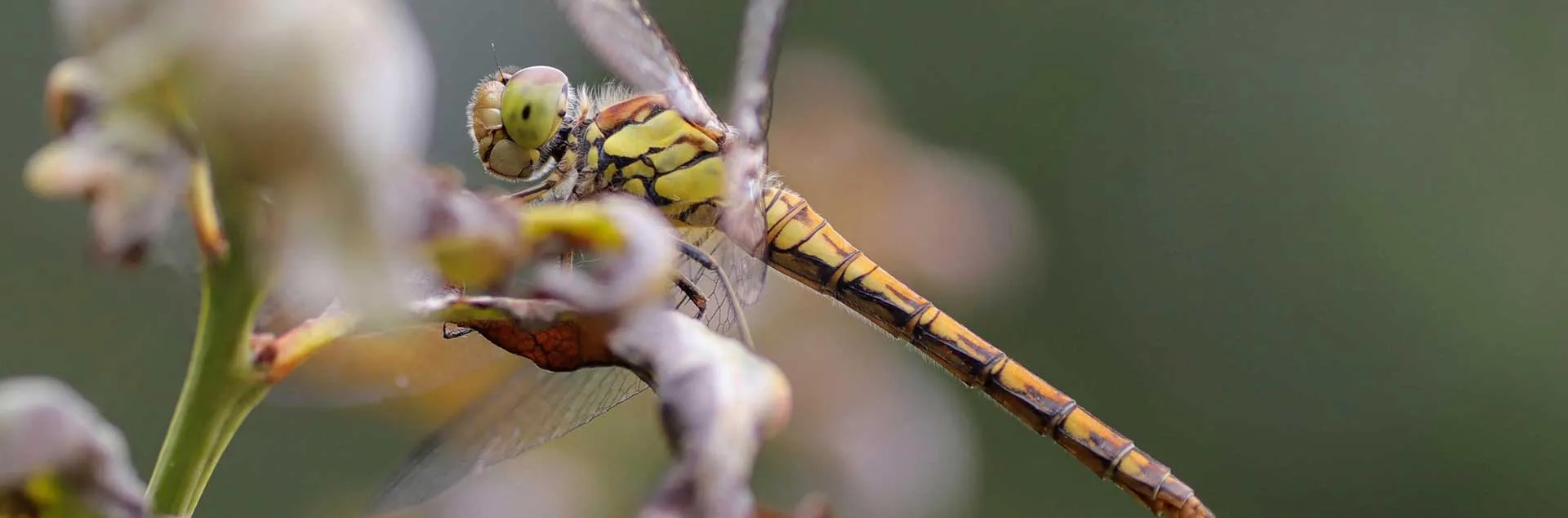 Planting a Wildlife Habitat - Huntington Beach