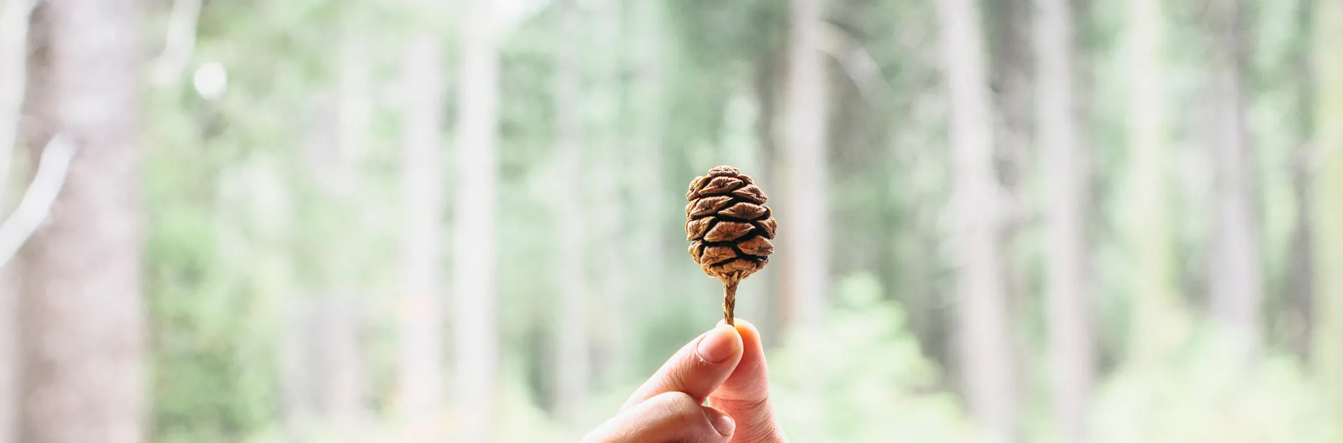 Hand holding a tiny pinecone