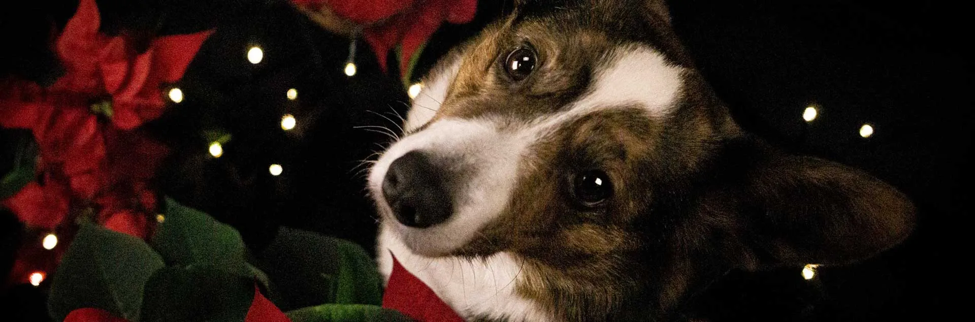 Poinsettias - Huntington Beach