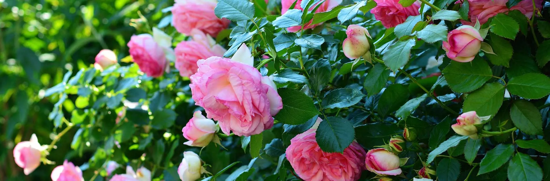 Roses 101 - Laguna Woods