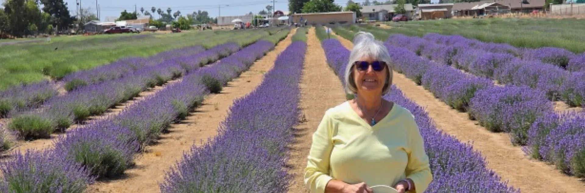 Master gardener in lavender field