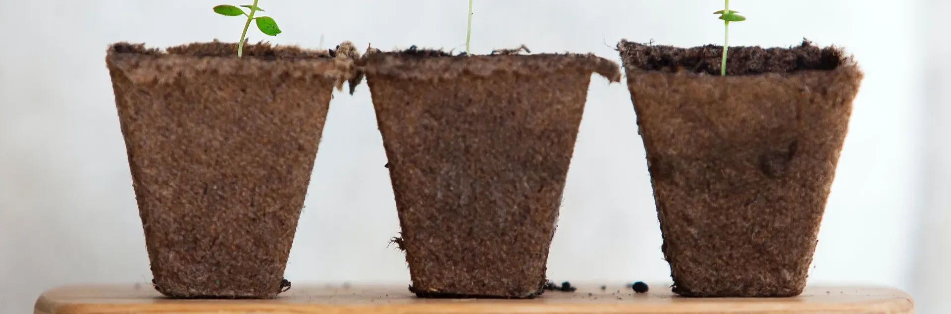 Picture of three plants