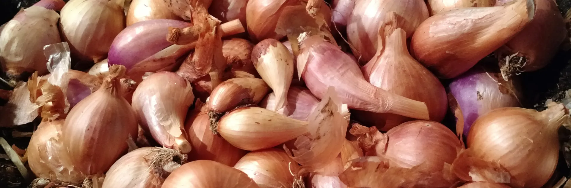 a bunch of harvested shallot bulbs