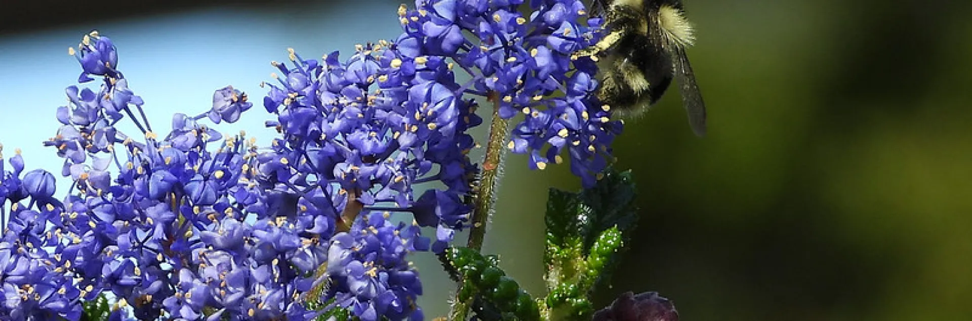 Ceanothus with bumble bee