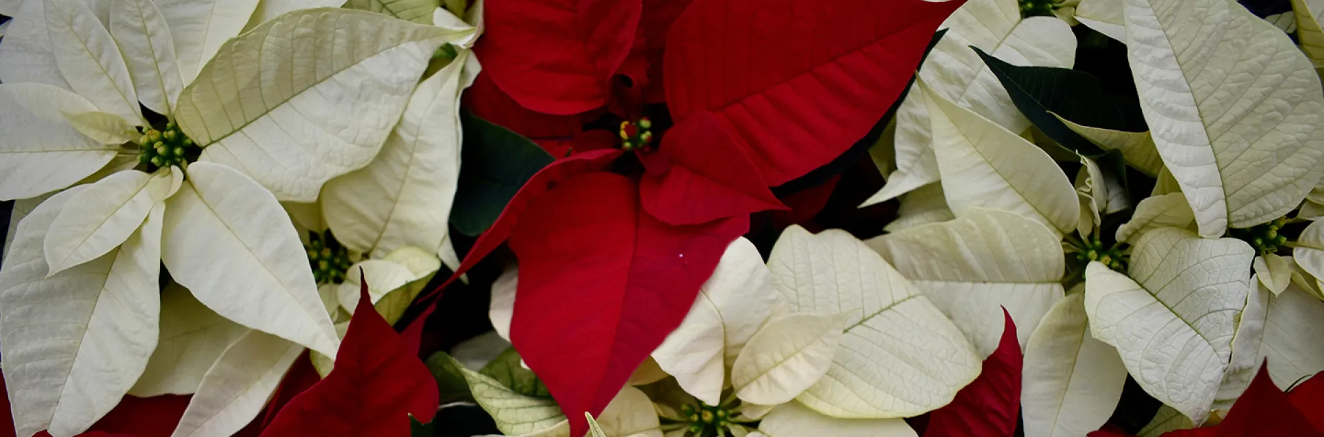Poinsettia, courtesy Pexels, Kstankss