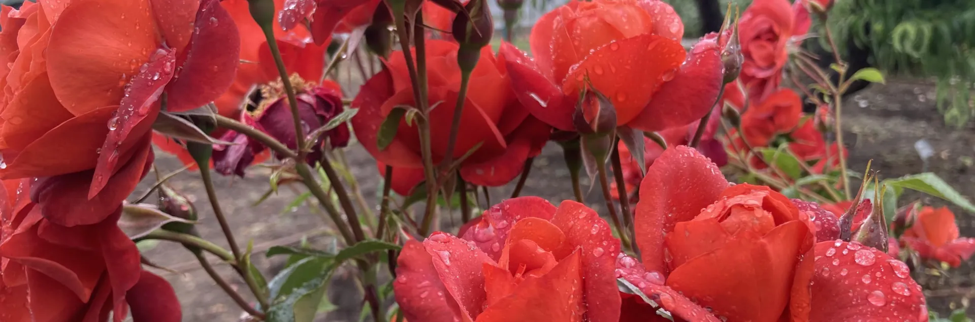 Red roses with raindrops