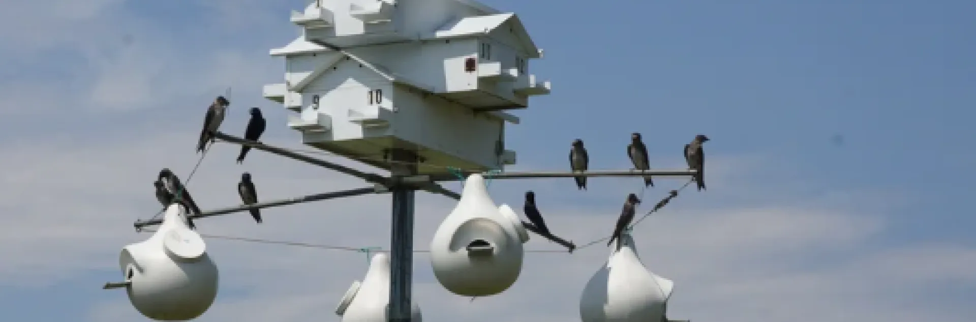 birds on a perch with birdhouses