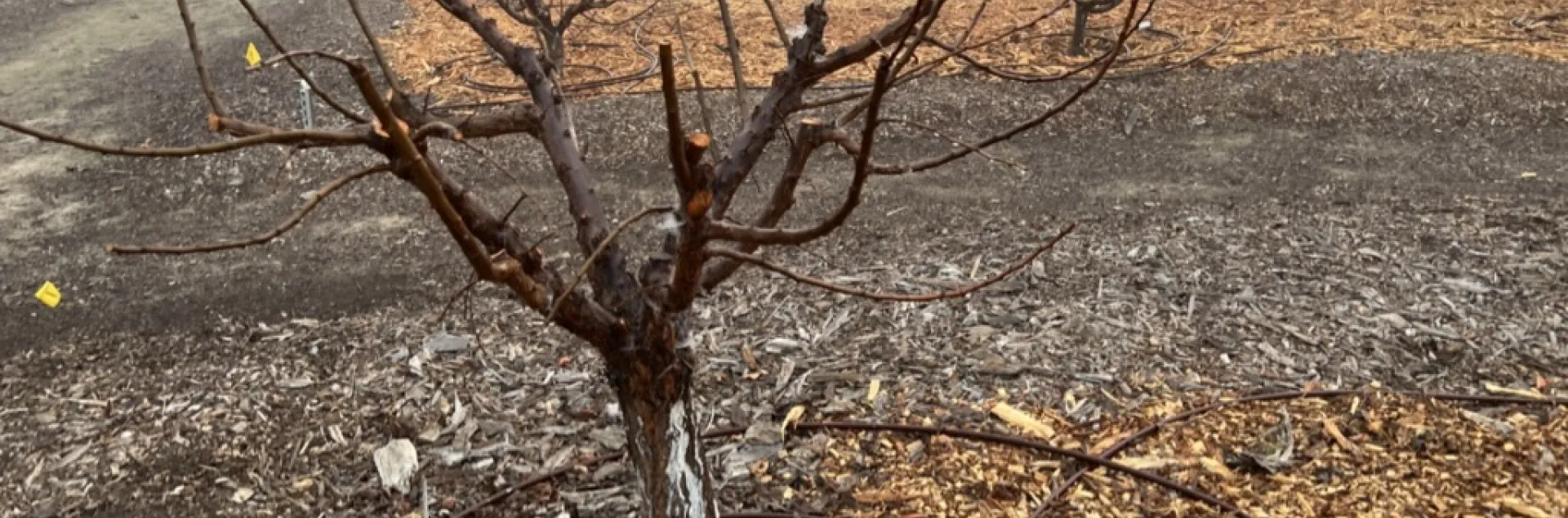 Young, dormant, partially pruned apricot tree, with easily seen branches for easier pruning