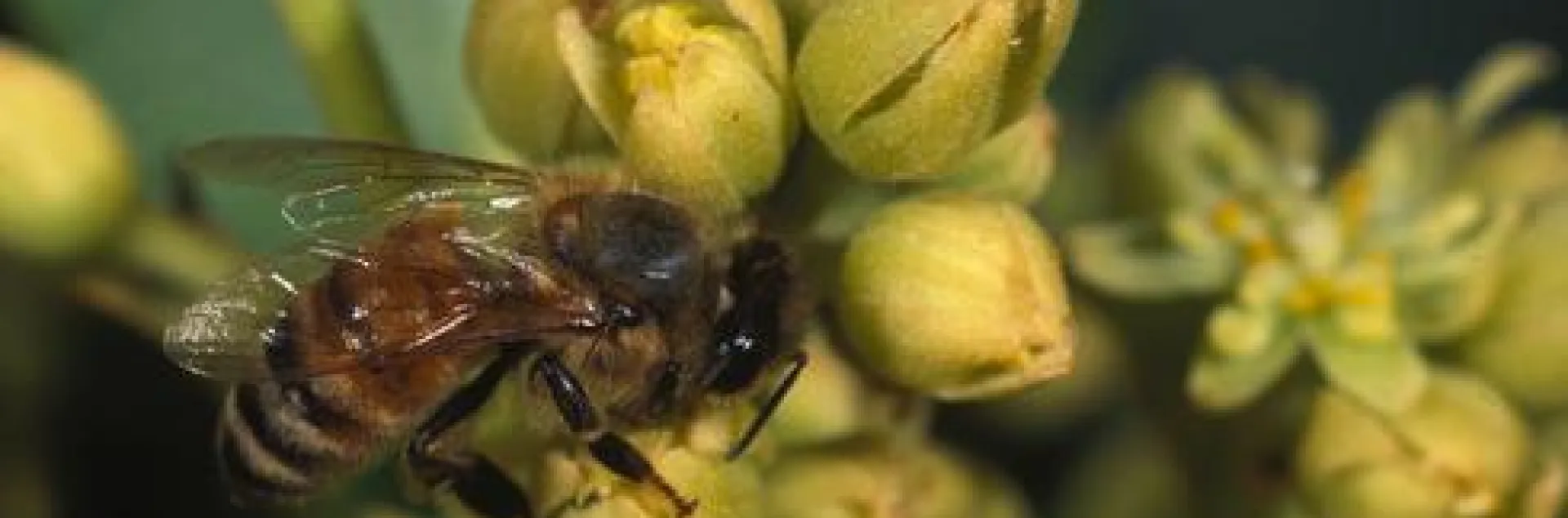 Honey Bee Working an Avocado Flower
